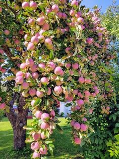 an apple tree with lots of pink apples growing on it's branches and green leaves