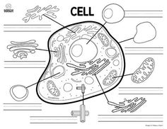 an animal cell labeled in the diagram below it's name and description for each cell