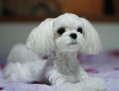 a small white dog sitting on top of a bed