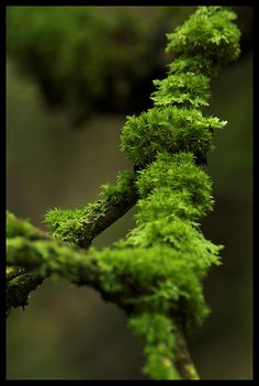 a branch with green moss growing on it