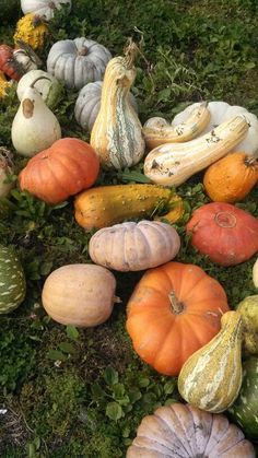 pumpkins and gourds are laying on the ground in a garden area with green grass