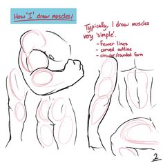 the drawing shows how to draw muscles