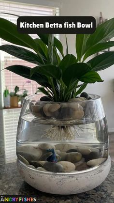 a fish bowl filled with rocks and plants