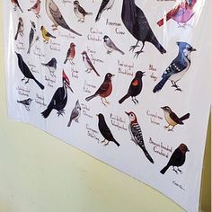 there are many different kinds of birds on this sheet of stickers that is hanging on the wall