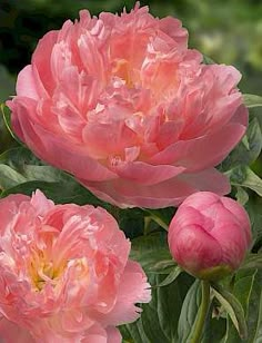 two pink peonies are blooming in the garden, one is budding