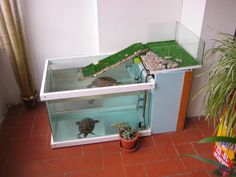 a turtle in a glass case next to a potted plant