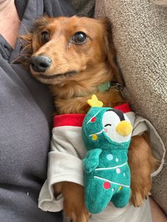 a small dog is wearing a sweater and has a stuffed animal in it's lap