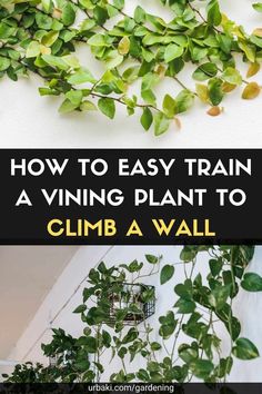 The process of training a plant to climb a wall is very easy and we are excited to share the process for you to tryIn this videothe creator of Bloom and Grow will explain how to do itAll you need are command hooksa climbing plant such as pothosphilodendronpeperomiahoyaor any other long plantand your imaginationShe will show you the Greenwall that she successfully made and then walk you through the process on another vining plant that is ready to start climbingIn this... Climbing Pothos Wall, Plants On Hooks, Philodendron Climbing Wall, Long Plants Indoor, Indoor Plant Wall Trellis, Pothos Climbing Ideas Bedroom, Pothos Climbing Wall, Pothos Wall Climbing Ideas, Vine Plants Indoor Climbing