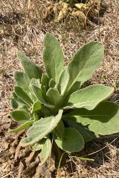 a plant with green leaves in the middle of some dry grass and brown straws