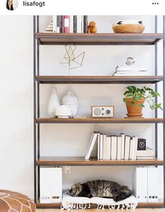 a cat laying on top of a book shelf next to a potted plant and books