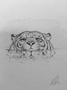 a pencil drawing of a tiger's head with its eyes open and water in the foreground