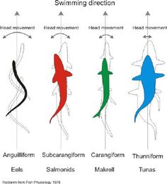 the different types of sharks are depicted in this diagram, which shows how they're able to swim