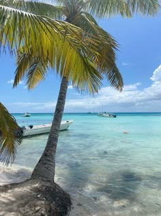 a palm tree sitting on top of a beach next to the ocean