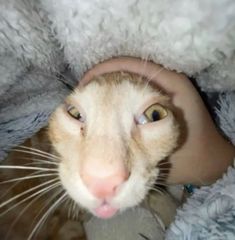 an orange and white cat peeking out from under a blanket