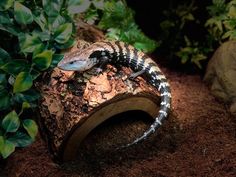 a lizard sitting on top of a wooden log in the middle of some dirt and plants