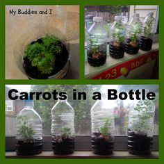 there are many plants in plastic bottles on the window sill with text overlay