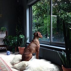 a brown dog sitting on top of a white rug next to a window and potted plants