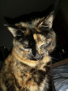 a calico cat sitting on top of a bed with its eyes closed and it's head turned to the side