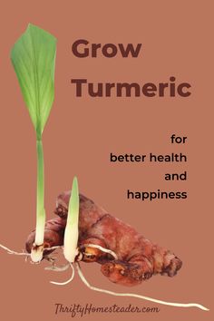 a poster with the words grow turmetic for better health and happiness