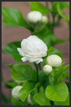 a white flower with green leaves in the background