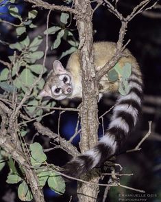 a small animal climbing up the side of a tree in a forest at night time