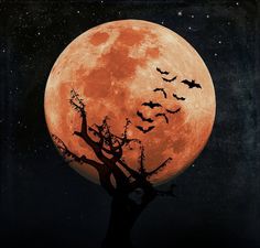 an orange full moon with bats flying in the night sky above tree silhouettes and stars