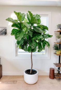 a potted plant sitting on top of a wooden floor in front of a window