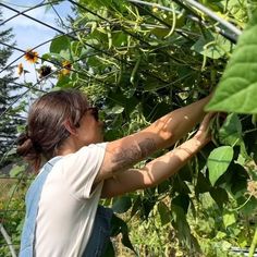 a woman picking sunflowers from a plant in a fenced - in area