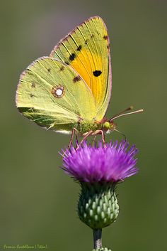 a yellow butterfly sitting on top of a purple flower