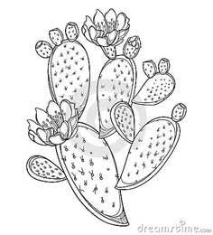 Cactus Outline, Cactus Fruit, Fruit Drawing, Cactus Tattoo, Cactus Drawing, Cactus Illustration, Fruits Drawing, Leather Tooling Patterns, Tooling Patterns