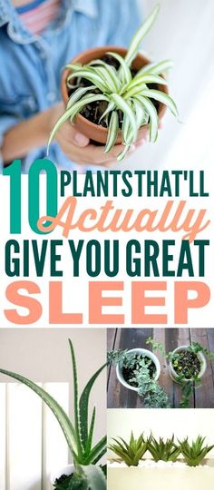 some plants that are in pots with the words 10 plants that actually give you great sleep