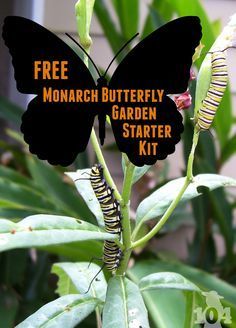 the monarch butterfly garden starter kit is ready to be planted in your yard or backyard