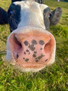 the nose of a black and white cow with spots on it's face, looking directly into the camera