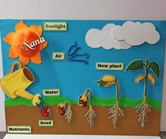 a bulletin board with pictures of plants and the words namda on it, including water, sunflowers, seeds, and leaves