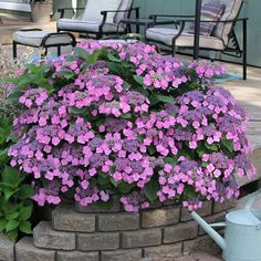 purple flowers are growing out of a brick planter in the middle of a patio