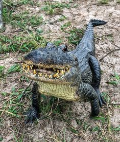 an alligator is sitting on the ground with its mouth open