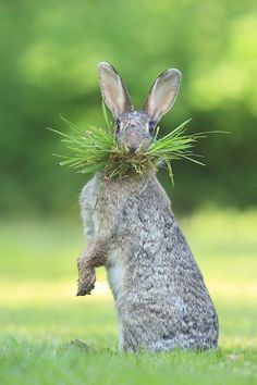 a rabbit with grass in its mouth