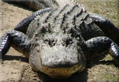 an alligator is laying down on the ground