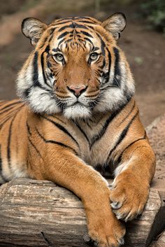 a large tiger laying on top of a wooden log