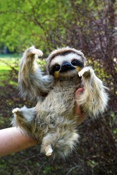 a baby sloth hanging upside down on someone's hand