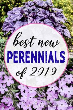 purple flowers with the words best new perennials of 2019