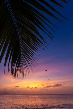 the sun is setting over the ocean with palm leaves in foreground and an airplane flying overhead