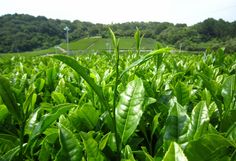 a field full of green plants with trees in the background and hills in the distance