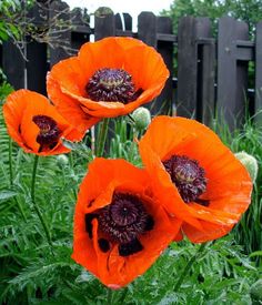 three orange flowers in the middle of some tall grass and plants with green leaves around them