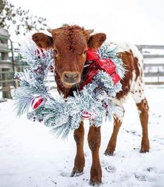 a baby cow is standing in the snow with a christmas wreath around it's neck