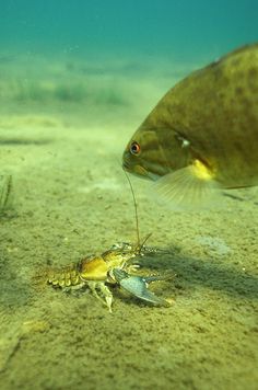 a small fish and a crab in the sand