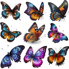 six different colored butterflies on a white background