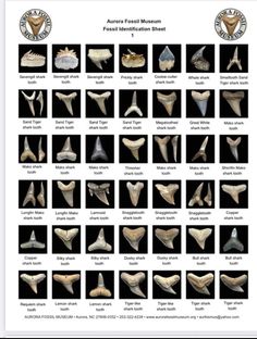 an image of dental teeth and their corresponding bones in different styles, sizes and colors