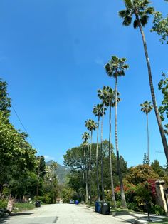 palm trees line the street in front of houses