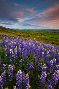 a field full of purple flowers under a cloudy sky